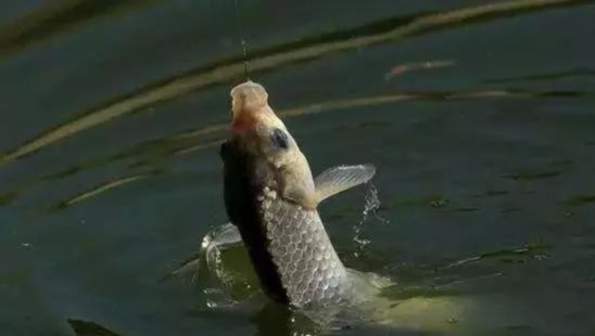 ：开春钓鱼黄金季，想要渔获满满，这几个职业病别有——盛世三渔