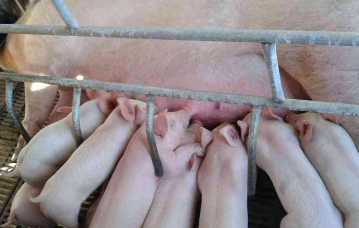 『肉价』养猪会不会赔钱，取决于市面上猪肉价格，会不会大幅度降价