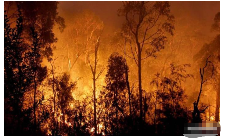 「印度尼西亚」印尼森林大火将一切化为灰烬，10米超级巨蟒被烧焦，专家：无一幸免