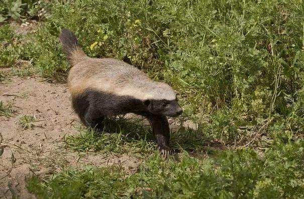 |地球上7个最大胆的动物, 遇事都不怂, 我只服最后一个