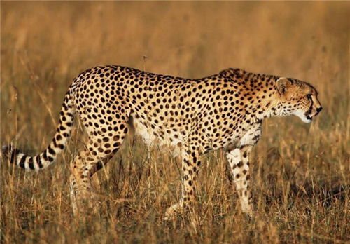 『水豚』人类可以徒手打死豹子吗？只有3人成功过，都用了同一个诀窍