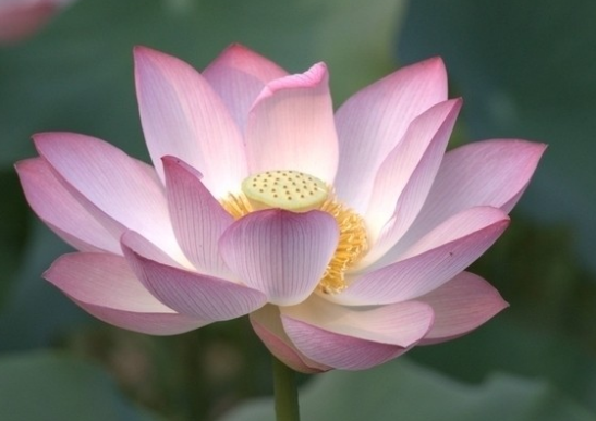 『水瓶女』进入5月天赐鸿运,4属相运势锦上添花,好运进家门,幸福绵绵