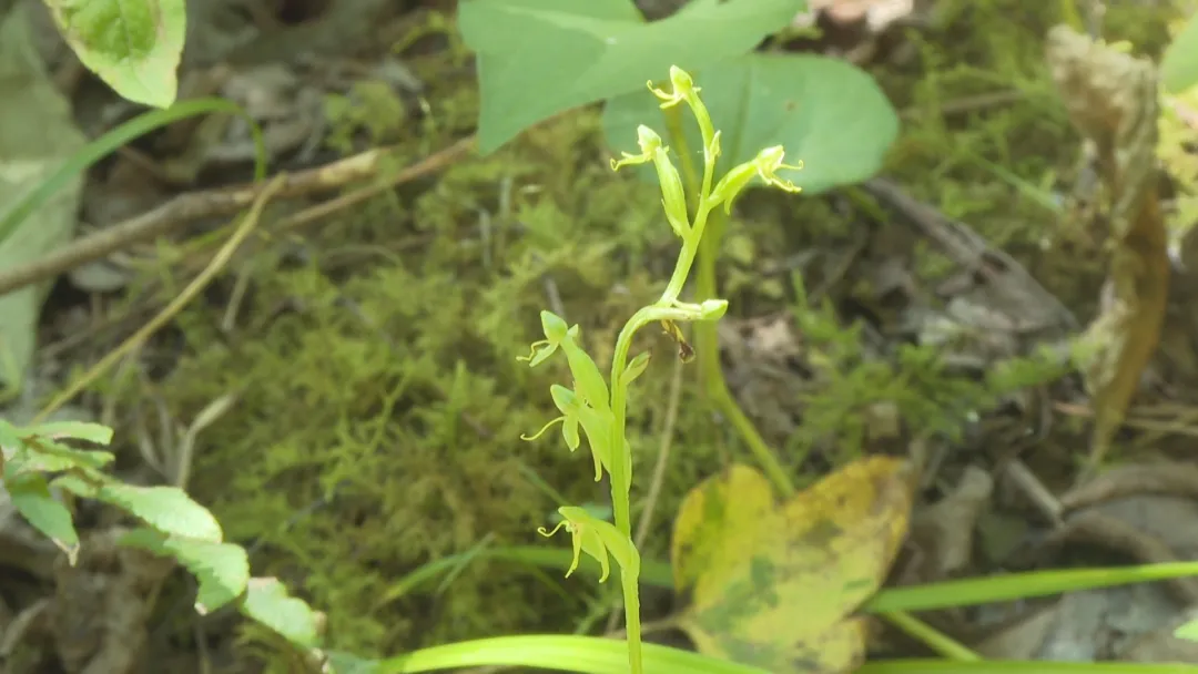 浙江省|太罕见！失踪135年，它重现浙江！