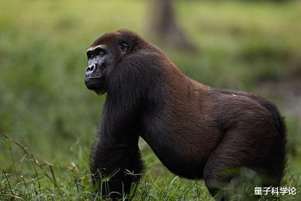 黑猩猩|大猩猩吃素也不锻炼，为什么还能保持全身肌肉？而人类却不行