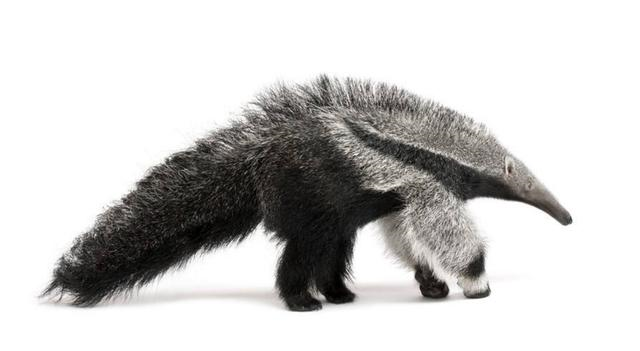 『隐翅虫』动物界最善于外交的蚂蚁，眼睛却不好使，常被隐翅虫骗吃骗喝