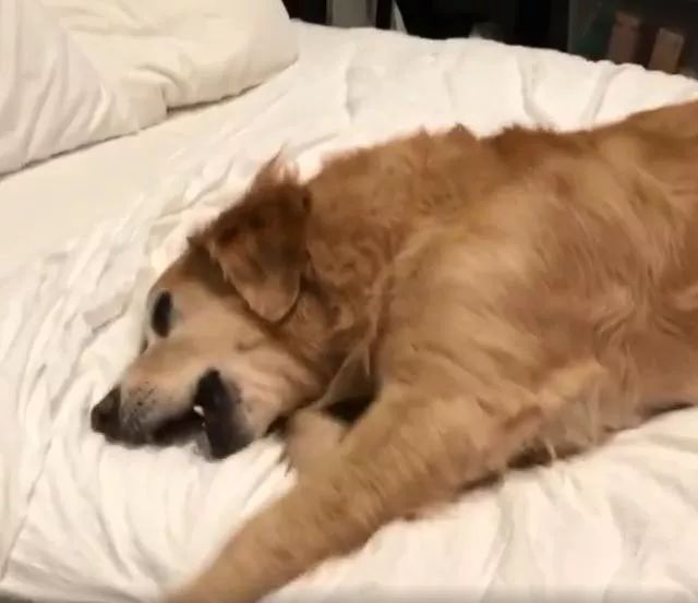 男子出去玩没带金毛，金毛发现后大发脾气，我要断绝关系！