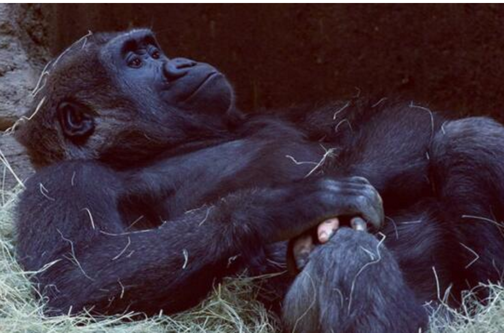 |美国一大猩猩进化出人类手指，引起全球轰动，未来会进化成人类？