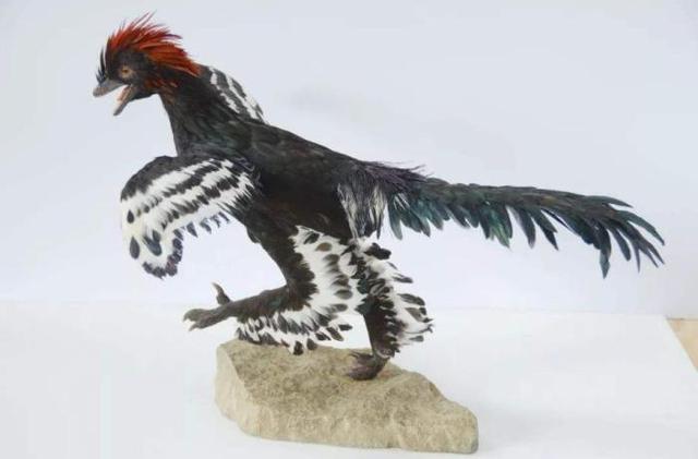 恐龙@人类是进化最成功的生物，但在这一方面，鸡才是王者