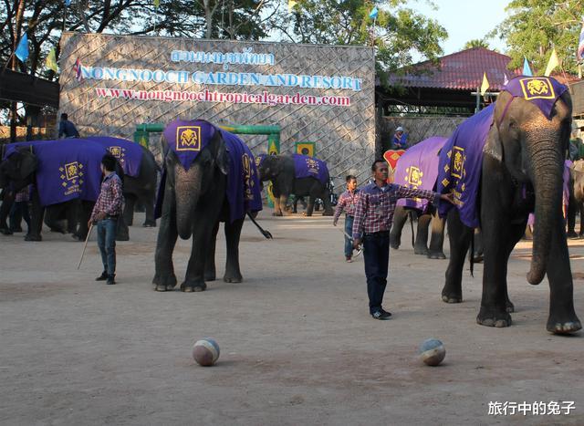 丽江|少了中国游客，泰国芭提雅成了“鬼城”，但泰政府仍宝押中国游客