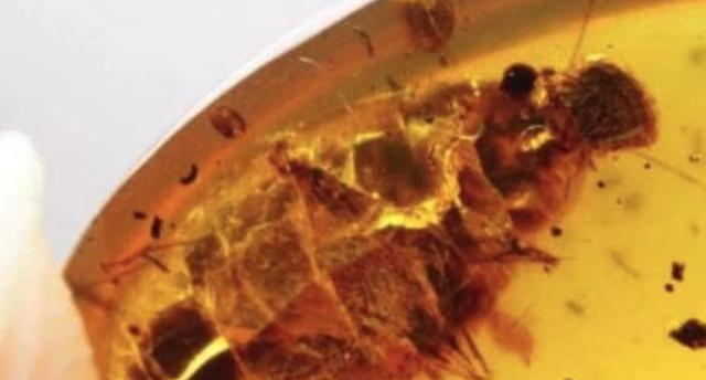 【蟑螂】没了脑袋的蟑螂能活9天？不要太惊讶，是人类赋予它们技能