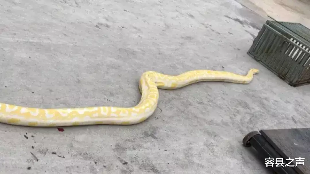 容县之声|广西一汽车展厅出现4米长黄金蟒蛇！