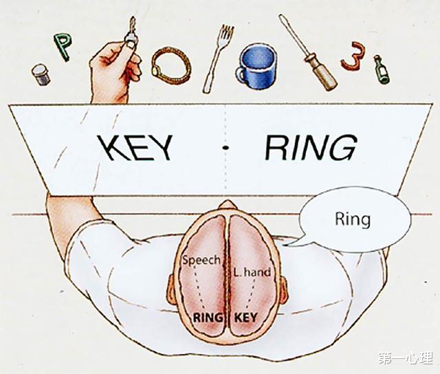 科学家|人的身体中其实存在两个意识？诺贝尔奖裂脑实验证明真相