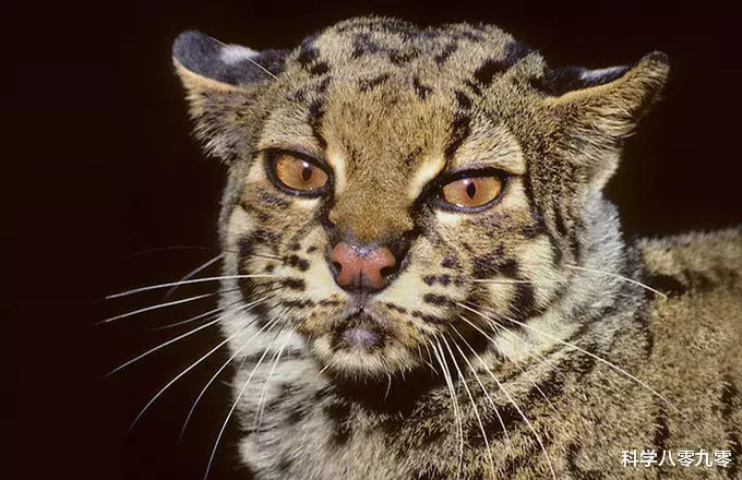 『高黎贡山』高黎贡山现古老猫科动物，尾似雪豹、头朝下下树，敢攻击长臂猿！