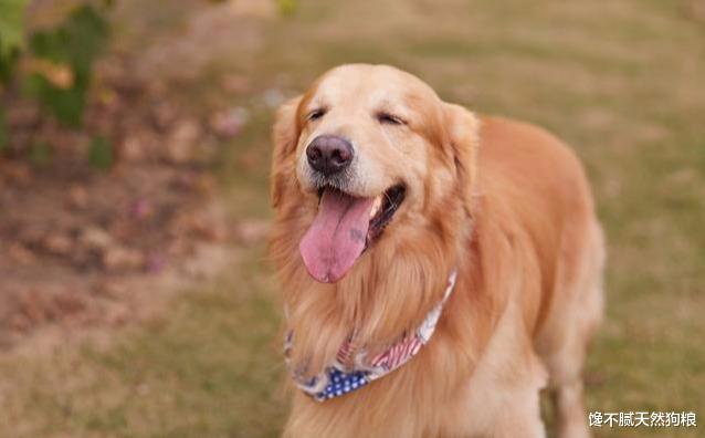 狗狗“爱”在家里尿尿，有7个原因，宠主不要急着责怪它