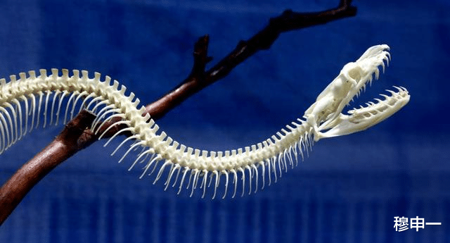 |巨蟒的天敌是什么？为什么如今巨蟒数量这么少？