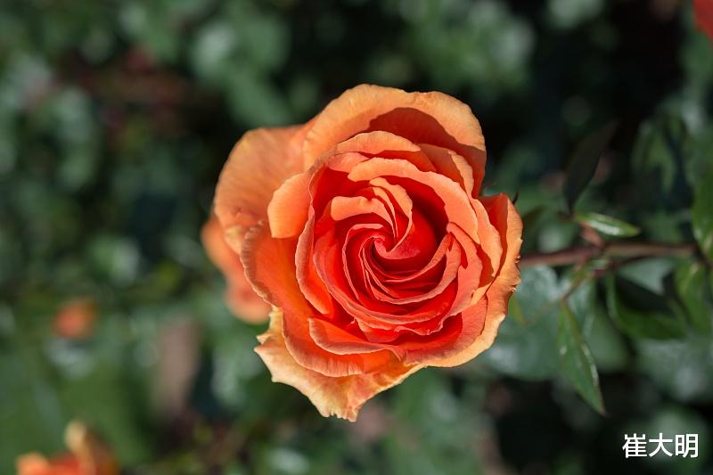 生肖|8月开始事业旗开得胜，运势红火，横财临门，和幸福作伴4生肖