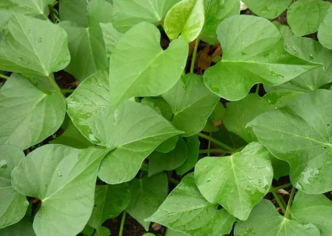 隔离▲红薯叶子营养丰富价值高，但需牢记此“禁忌”，早知早好