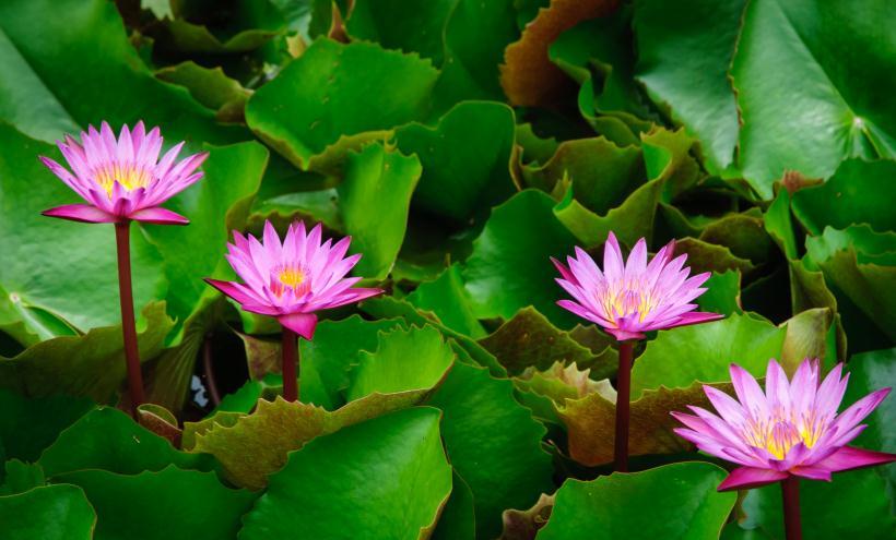 生肖|9月下旬，四生肖前途无量，财星入运，横财大发，福泽不断