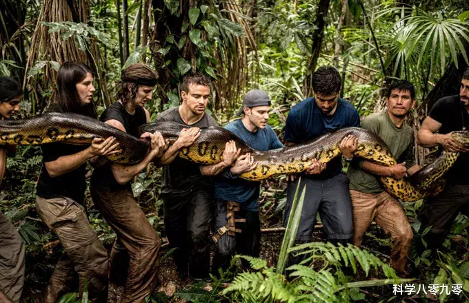「电影」世界上“重量级”巨蛇,可重达250公斤,但远没有电影中恐怖!