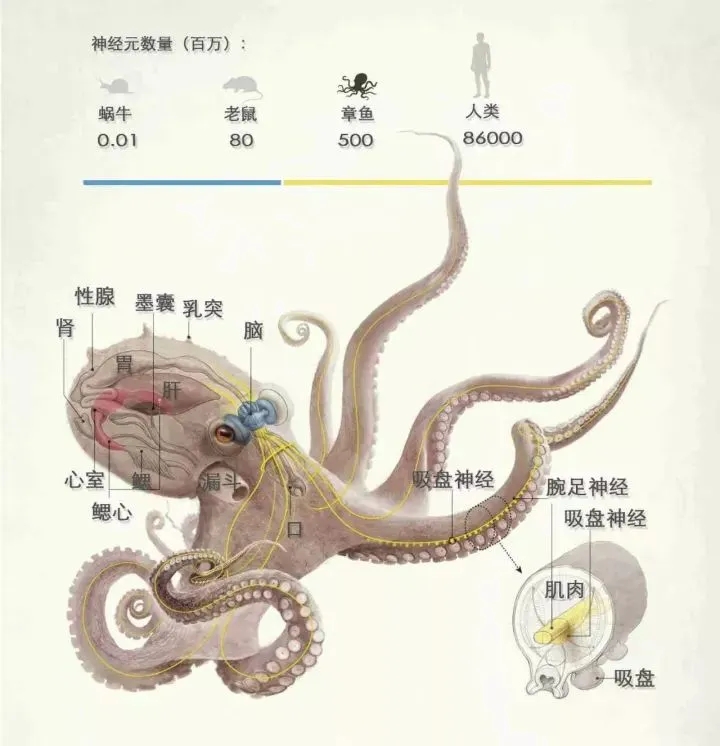 章鱼|科学家：木卫二海洋中可能有章鱼这样的动物，这些猜测可能是对的