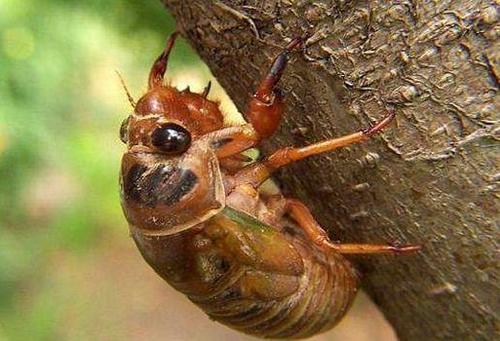 科学家|农村的“知了猴”真的能吃吗？为什么蚂蚁从来不吃知了猴？