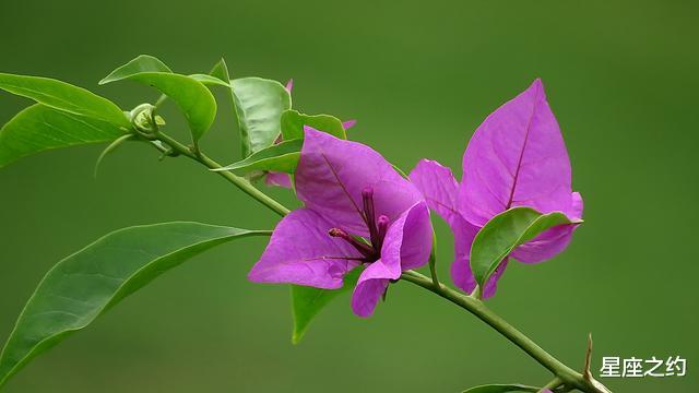 生肖：在5月份，心想事成，好运相伴，收获美好的三大星座