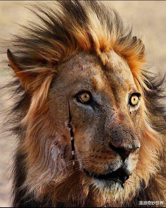 蜘蛛|残酷的大自然，看得身体发凉