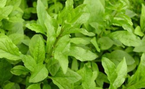 美容|女人不想老得快，脸上爬满皱纹，4种蔬菜，美容养颜，美容抗衰老