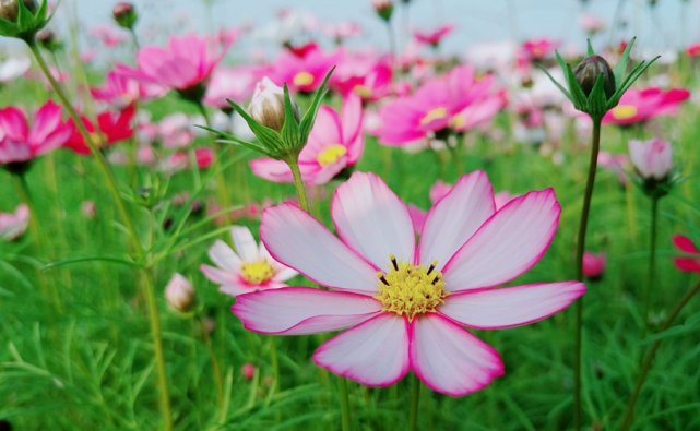 生肖|从9月中旬开始财源不断，富贵连连，收入大增的三生肖