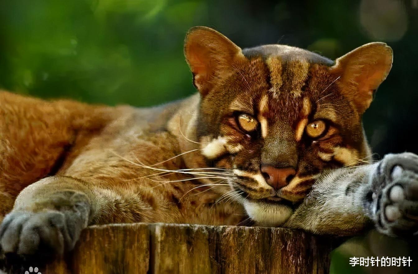 老虎|古语云“虎生三子，必有一彪”，似虎非虎的彪，很可能是这种动物