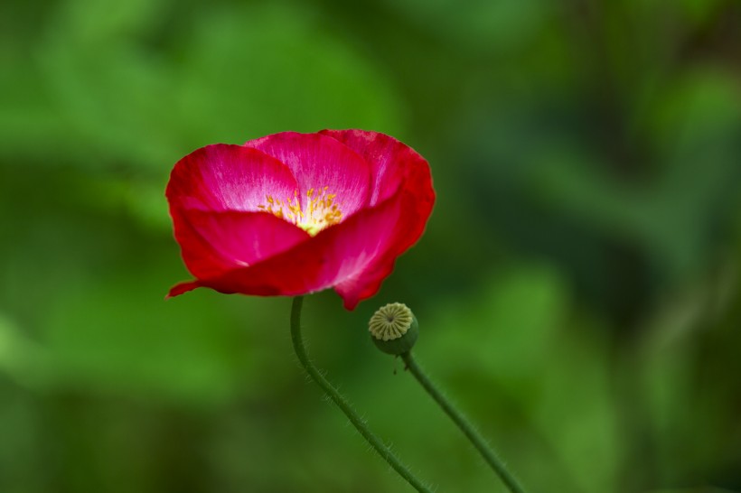 []6月下旬期间，烈日弄情，良人驾到，将会开始幸福姻缘的四大生肖