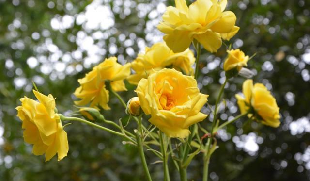 霉运|8月，霉运一散，福运就到，4生肖熬过苦难必有福，生活丰衣足食