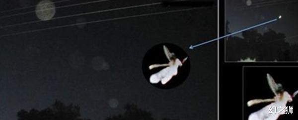 |传说中的“精灵”真的存在？或许是世间罕有的一种生物？