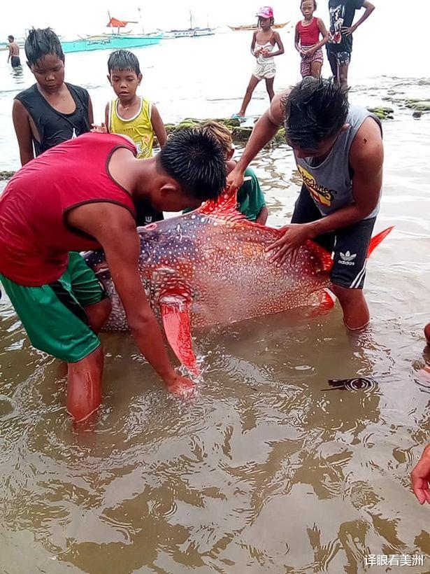 6.6級地震後菲律賓漁民在海面上撈到罕見深海巨魚，有人恐為噩兆-圖2