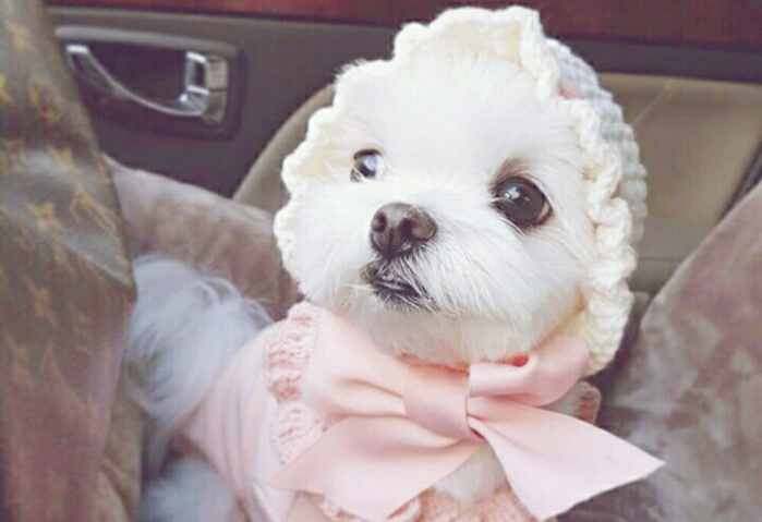 狗狗出现了积食应该如何缓解？