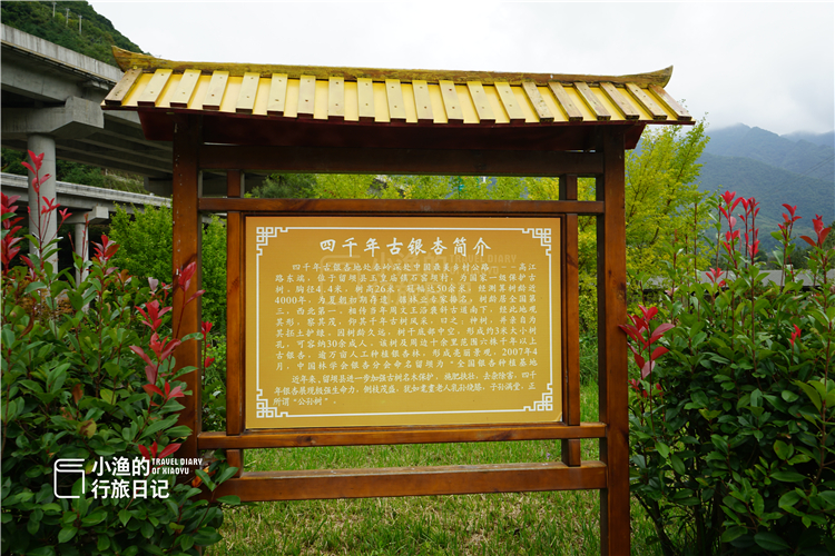 秦岭|陕西秦岭自驾,高速口一株4000年古银杏,树龄全国第三