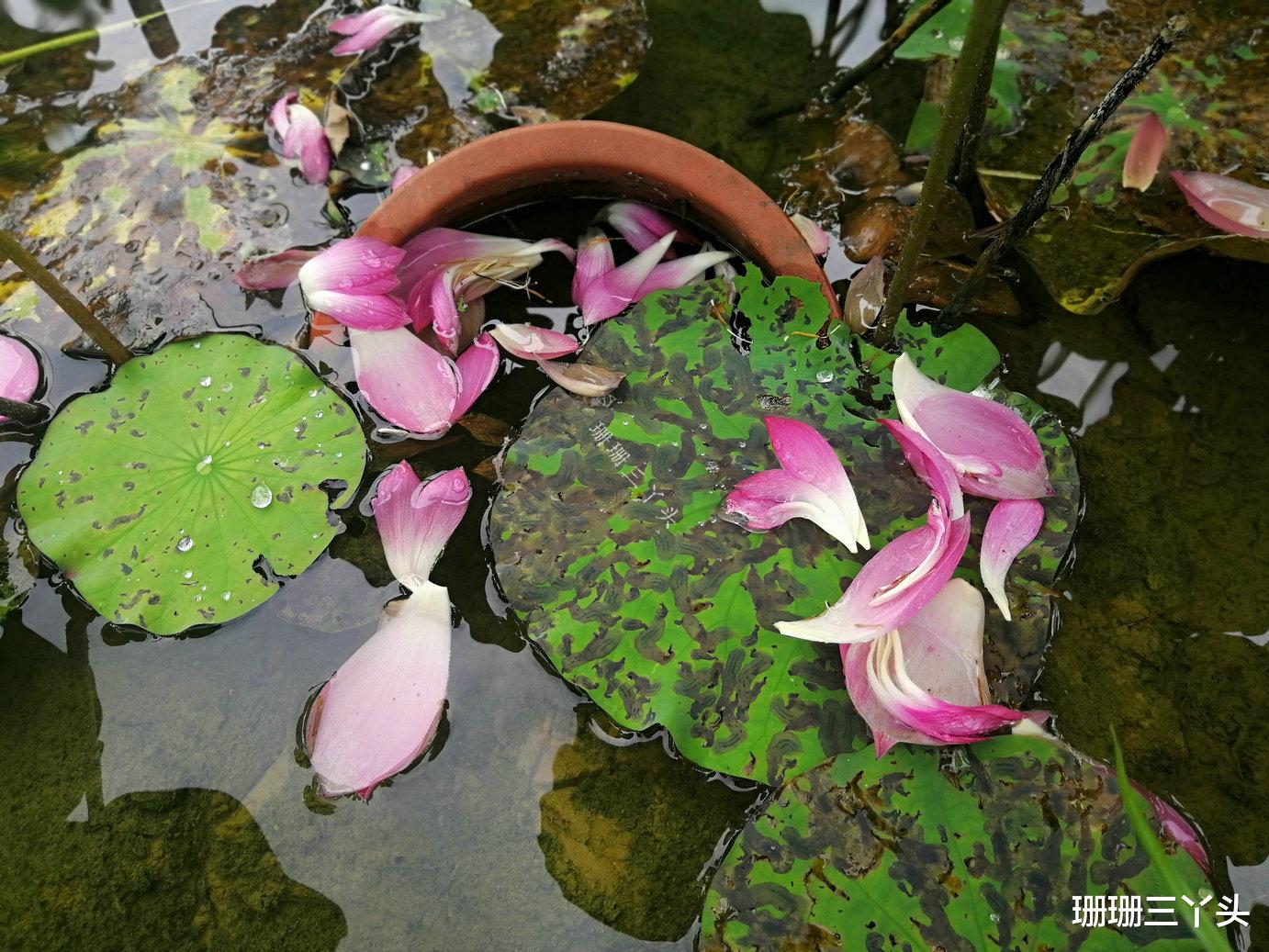 【广州市】广州郊外“连绵山脉”前的荷花田，门票由免费变10元，你来吗？