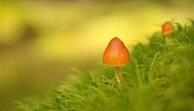 运势■七月运势激增,八月好运突袭,万事一顺百顺的三大星座!