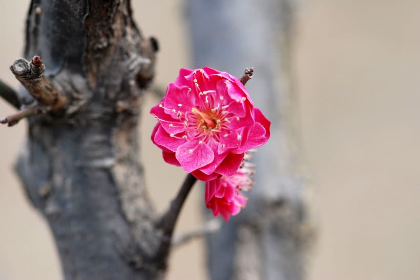 [吉星]六月份，缘分和桃花情投意合，获取爱情幸福一辈子的四大生肖