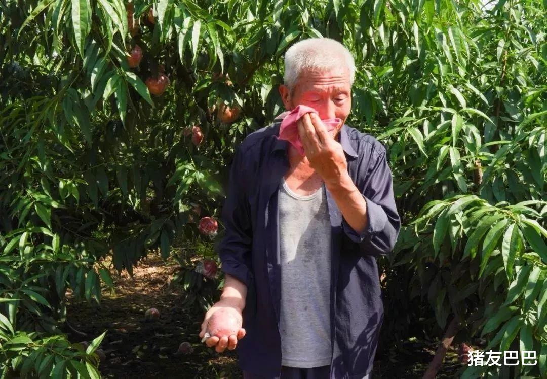 柳州▲错过外销期,60万斤果子苦无销路,1元一斤也卖不动,果农盼销路