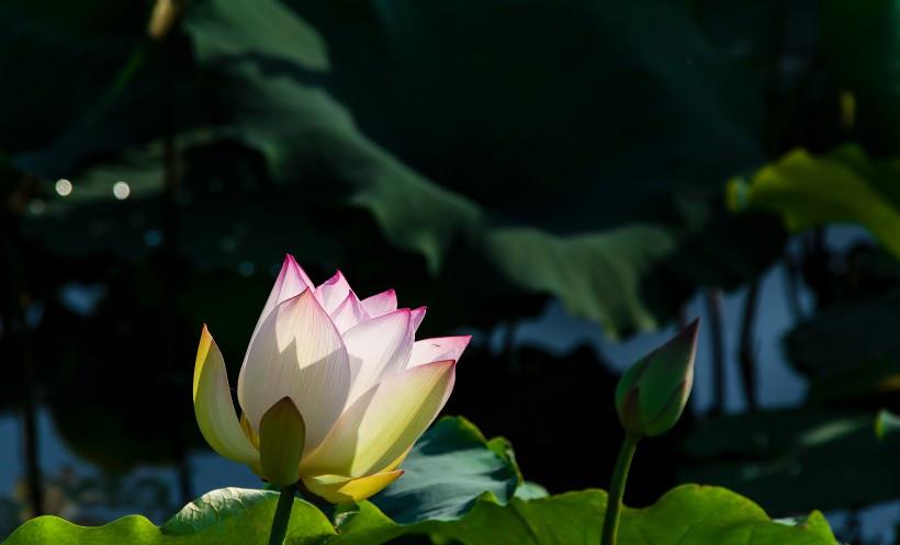 金牛座|11月红娘牵线良缘，月老送来桃花运，拥获佳偶，相依相伴的4星座