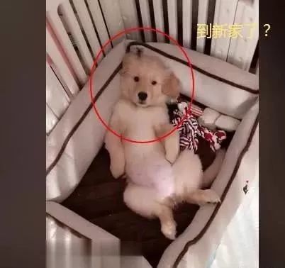 网购了一只金毛犬，快递到家时主人笑出鼻涕泡：确定没寄错？