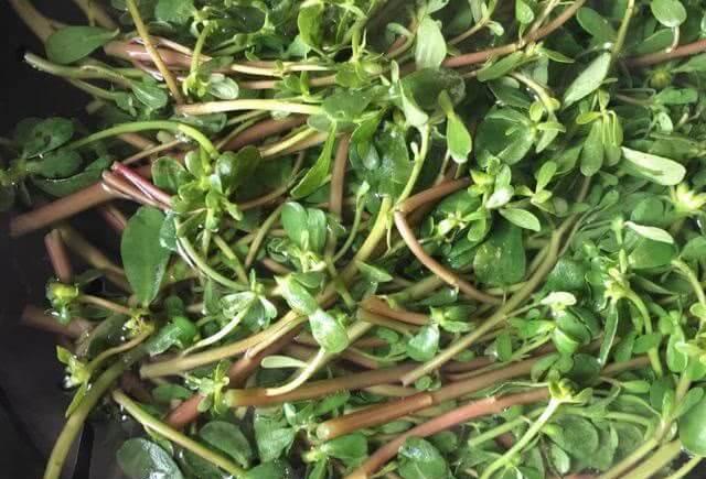 【眼药水】视力的“特效药”被发现了，孩子每天坚持吃，护眼效果堪比眼药水