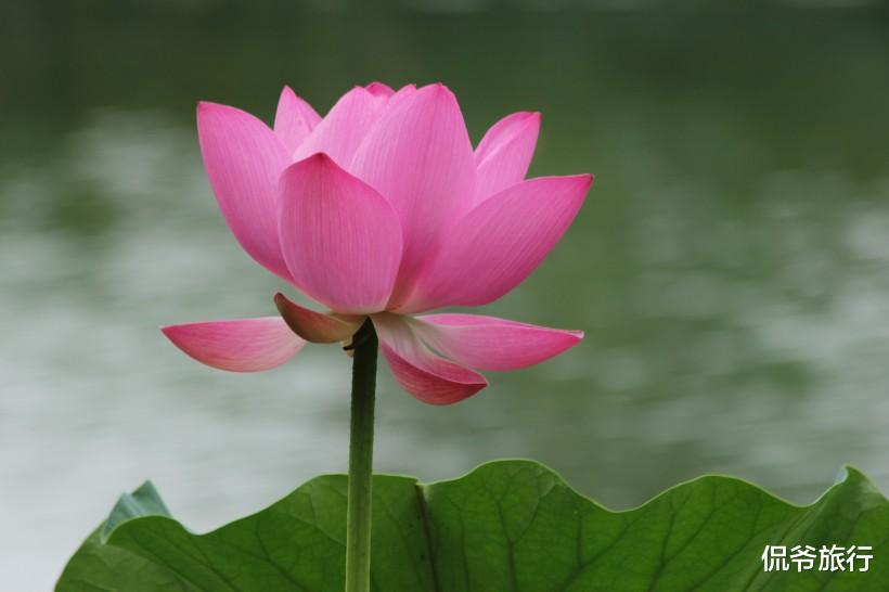 『生肖』6月20号，此4生肖财运旺，一顺百顺，没病没灾，赚钱有进步