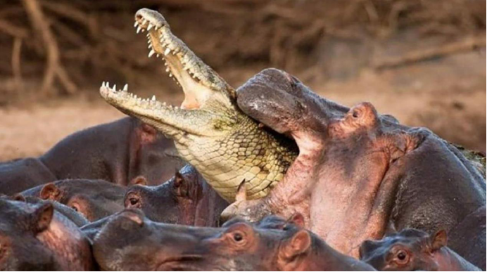 |河马每年杀死500个人类，想要摆脱追杀，掌握牛顿定律是必须的