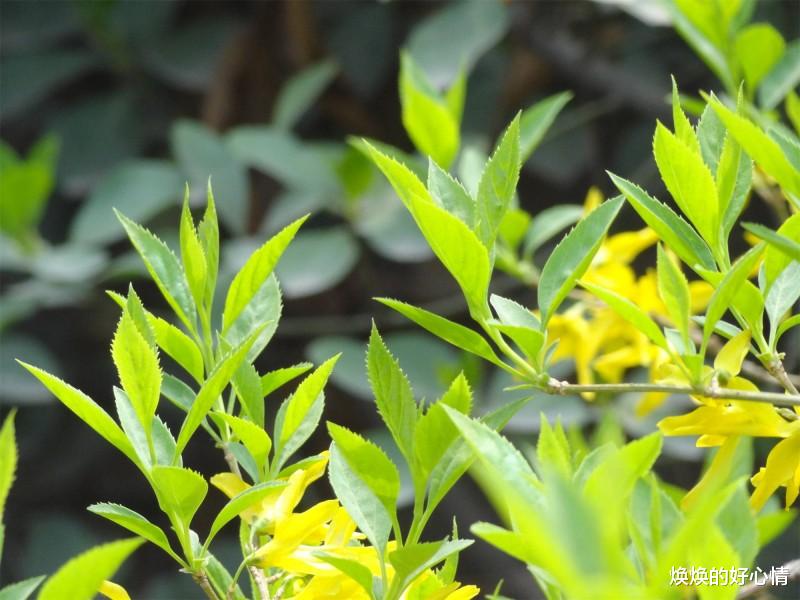 生肖|7月份开始，桃花不请自来，月老报喜，姻缘来相聚的四大生肖