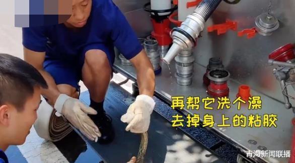 消防员▲男子家中惊现大蛇，打消防电话救助：我家有条大蛇被黏住了快来！
