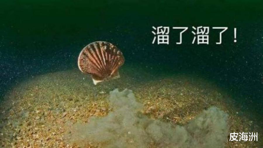 獐子岛|獐子岛股价翻倍 “零容忍”忍到何时