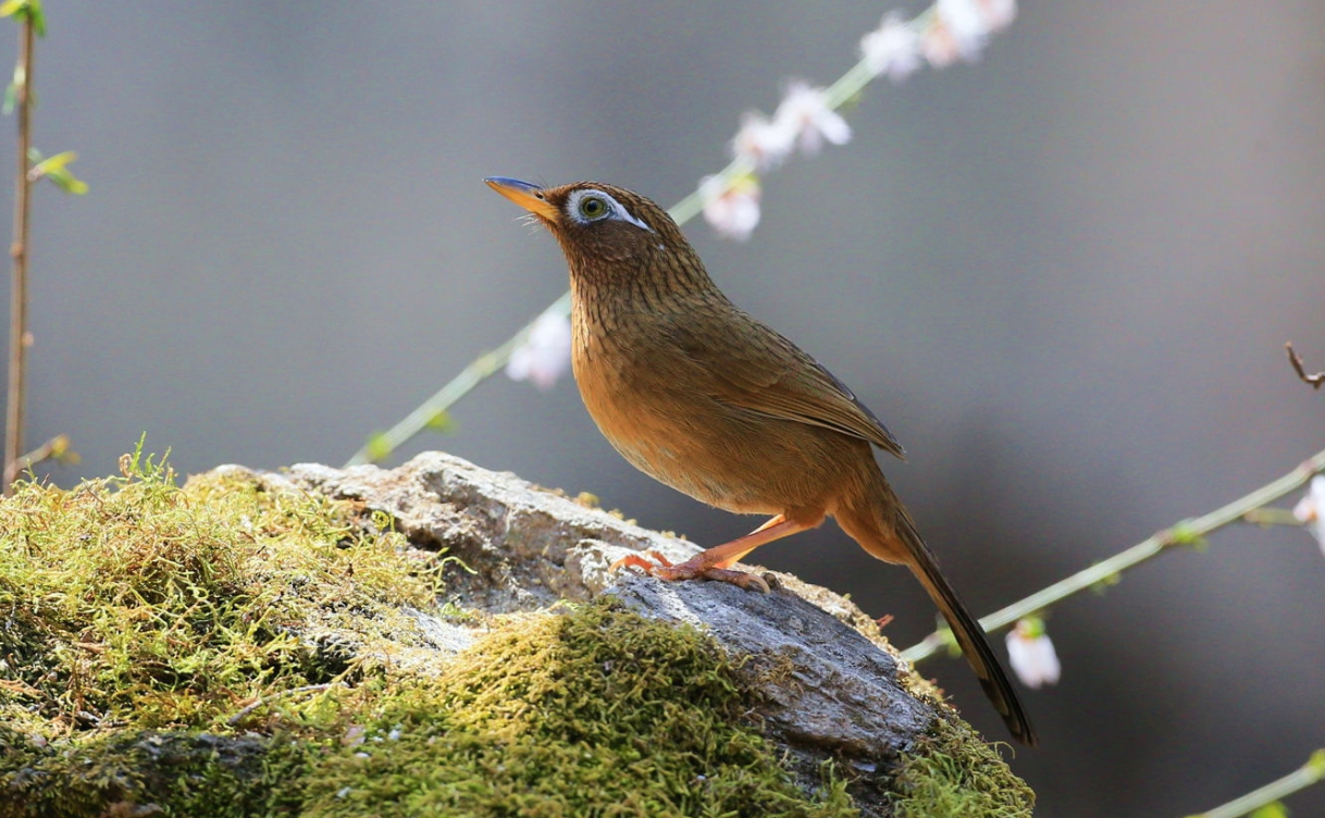 画眉鸟换毛期的管理方法
