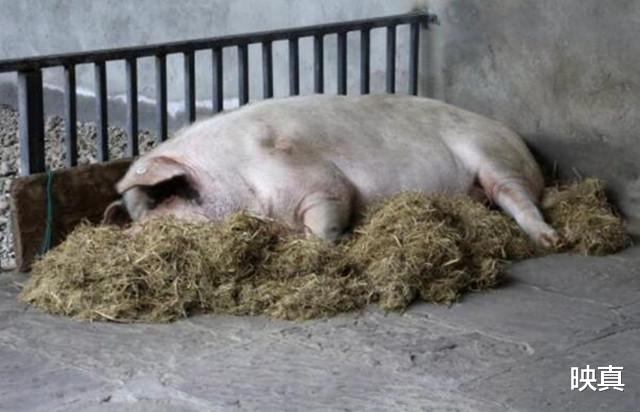 映真|汶川地震中被埋36天，暴瘦200斤的“猪坚强”，如今体重恢复了吗